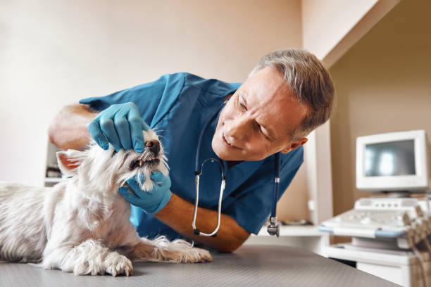 Best Emergency Broken Tooth Repair in Sheridan, CO